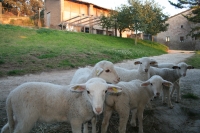 Lambs graze