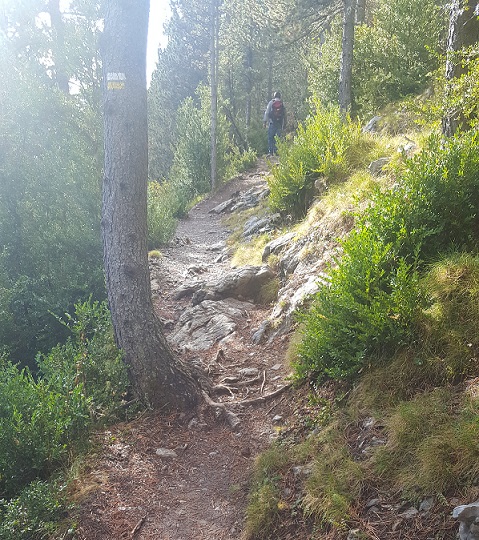 Pedraforca-bosc-casa-rural